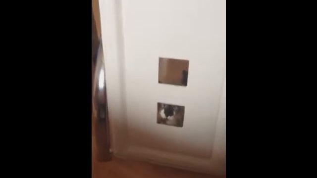 Пропал котенок смотреть онлайн