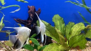 Скалярия снежинка. Нерест в общем аквариуме.