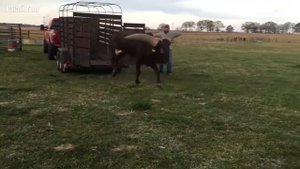 Оружие диких животных! Вооружены и опасны