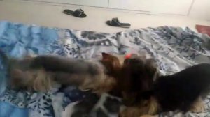 Забавные йорки. Вечерние игры - Лея и Адель