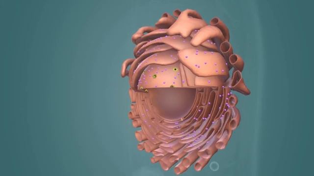 Клетки тканей растений и животных, клеточные органоиды | Биология смотреть онлайн