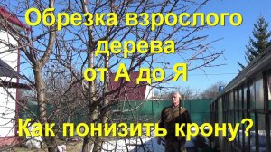 52. Как понизить крону дерева и увеличить плодоношение? Обрезка взрослого дерева от А до Я