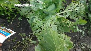 Как избавиться от вредителей капусты без химии