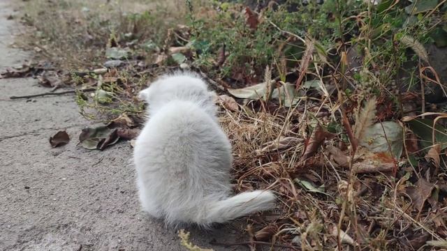 Мир прекрасен/У нас появился маленький котенок 3/Пение птиц/Звуки природы/Sounds of nature/Relax смотреть онлайн