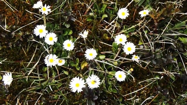 Something. смотреть онлайн