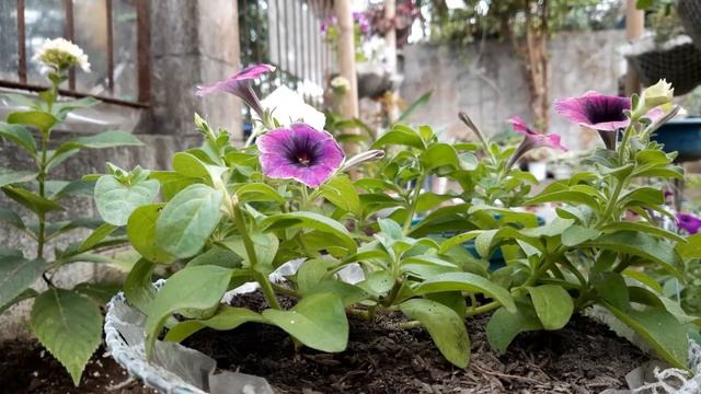 How to do Petunia pruning, Petunia care tips and a bonus Petunia planting method that I use смотреть онлайн