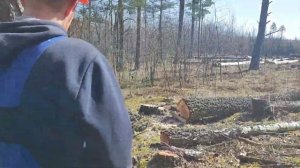 Валка леса Возможно последние видео  Stihl MS 361???