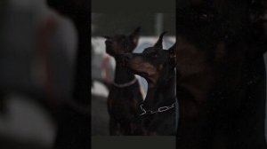 Я бы миллионы отдал что бы больше не любить тебя