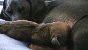 Dachshund - 1st Puppy/Такса - первый щенок