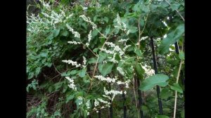 ГОРЕЦ  (POLYGONUM)  сем. Гречишные
