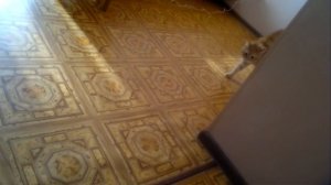 Напугал кота тапками