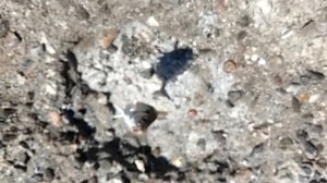 Рыбалка в Средиземном море на поплавок. Ловлю с берега на хлеб.