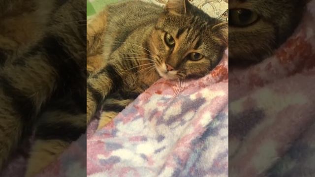 Мурчание котят смотреть онлайн