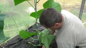 обзор огурцов Герман, защита от болезней и уход 16 06 2021