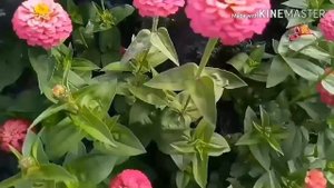 Карликовые цинии,лилипуты.сорт,вид,фото,видео.