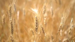 Тайна происхождения индоевропейцев, одомашнивание лошади. Ямная кульутра - исследования ученых