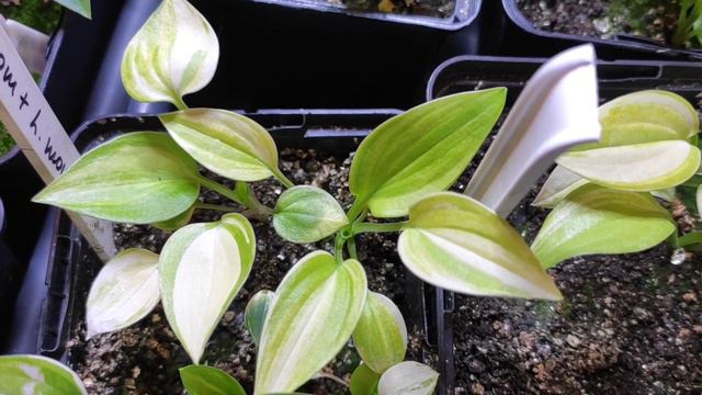 ХОСТА ИЗ СЕМЯН... СЕЯНЦЫ В ТРИ МЕСЯЦА...ОБЗОР ПО СОРТАМ #hosta #хоста #изсемян #сеянецхосты#хоста