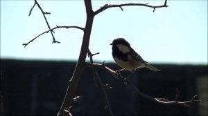 Московка и интересные факты о ней