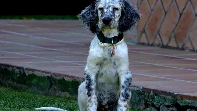 Порода собак. Английский сеттер.Красота и дружелюбный характер,элегантность и многое другое смотреть онлайн