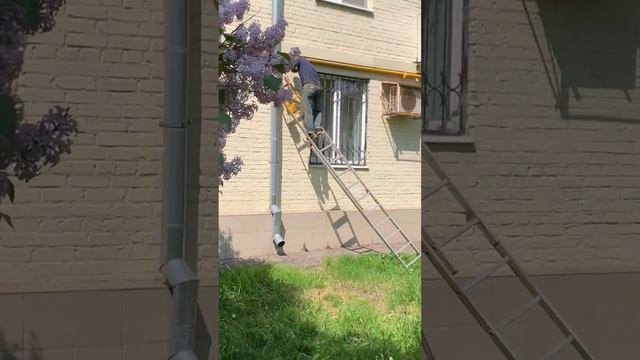 Утро озон-селлера с собакой #ozon смотреть онлайн