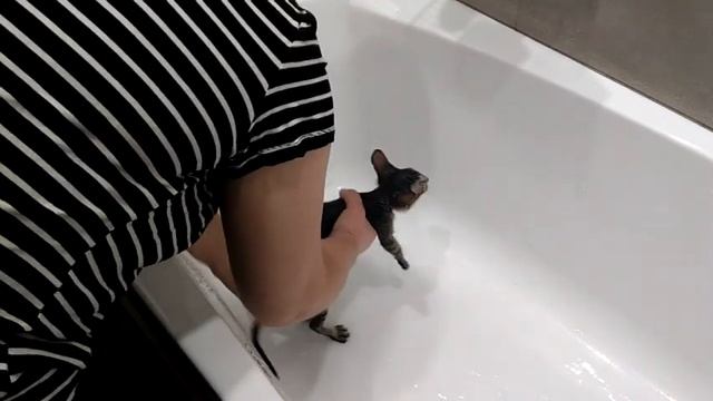 Стрижка Светы и купание кошечки  Греты смотреть онлайн