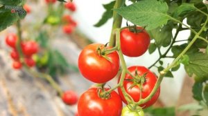 ТОМАТЫ ВАМ ДАДУТ БОЛЬШОЙ УРОЖАЙ ИСПОЛЬЗУЙТЕ БОРДОССКУЮ ЖИДКОСТЬ ОТ ФИТОФТОРА