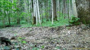 В заповеднике на границе Тульской и Калужской областей заметили куницу