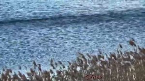 Голубой простор мечты. Песня.