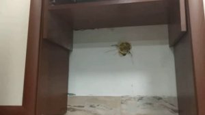 2 комнатная хрущевка, перепланировка часть 2