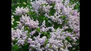 "Сладким запахом сирени", Б. Плотников, поет А. Виноградов