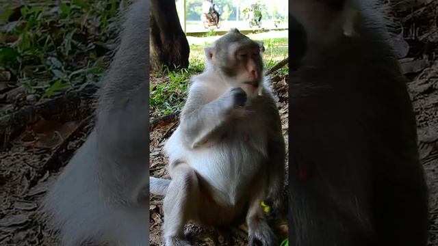 Give some food for poor female Cruela today - She look happy with food