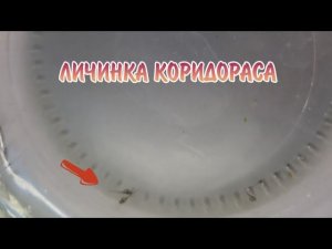 ПОЯВИЛАСЬ ЛИЧИНКА КОРИДОРАСА !!!