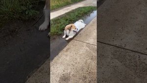 Тибетский спаниель самый верный, весёлый  и любитель приключений, надёжный друг туристу?