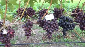 Г-ф винограда Алвика.