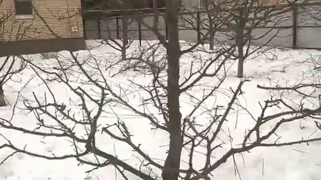 ФОРМИРУЮЩАЯ ОБРЕЗКА ПЛОДОВОГО ДЕРЕВА  РАЗРЕЖЕННО ЯРУСНАЯ КРОНА