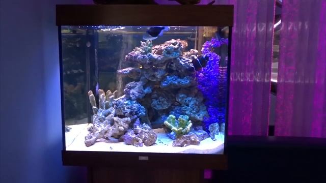 Аквариум с тумбой Juwel Lido 200 за полцены! смотреть онлайн