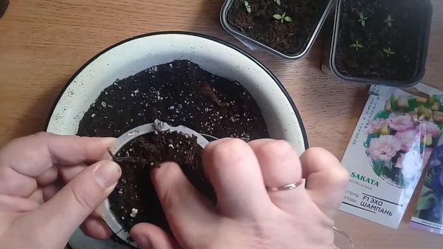 Эустома пересадка смотреть онлайн