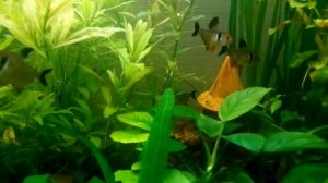 Мой аквариум!Рыбки!Аквариумные растения!Прикольное поведение в аквариуме фантомов!Людвигия!Анубиас!