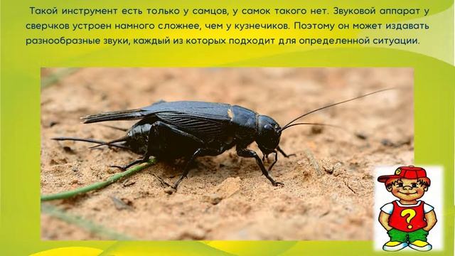 Почему сверчки стрекочут?