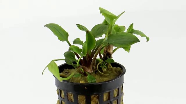 Cryptocoryne lutea hobbit - Aqua Essentials смотреть онлайн