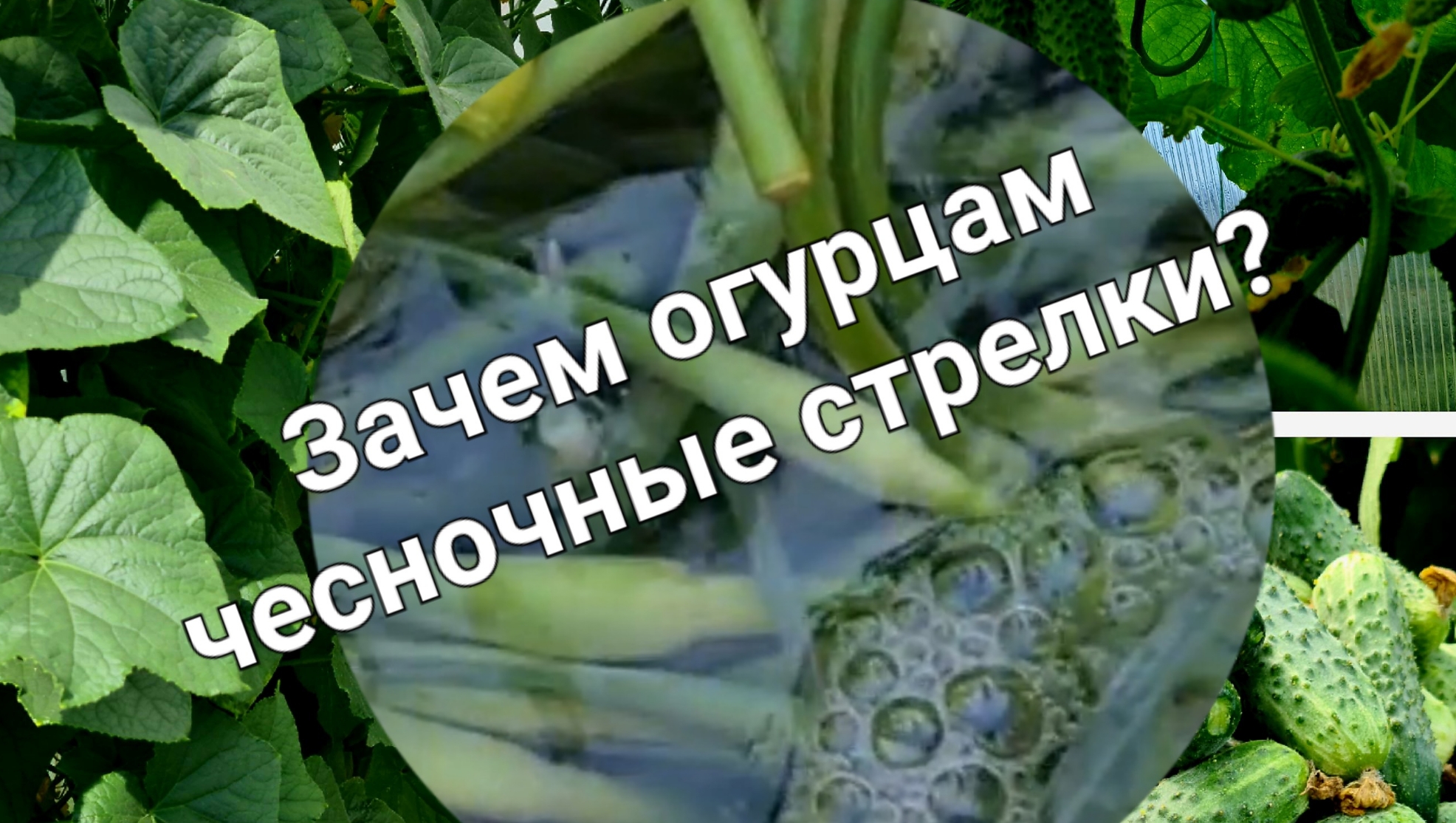 Срочно! Огурцы быстро пойду в  рост, а вредители и близко к ним не подойдут!