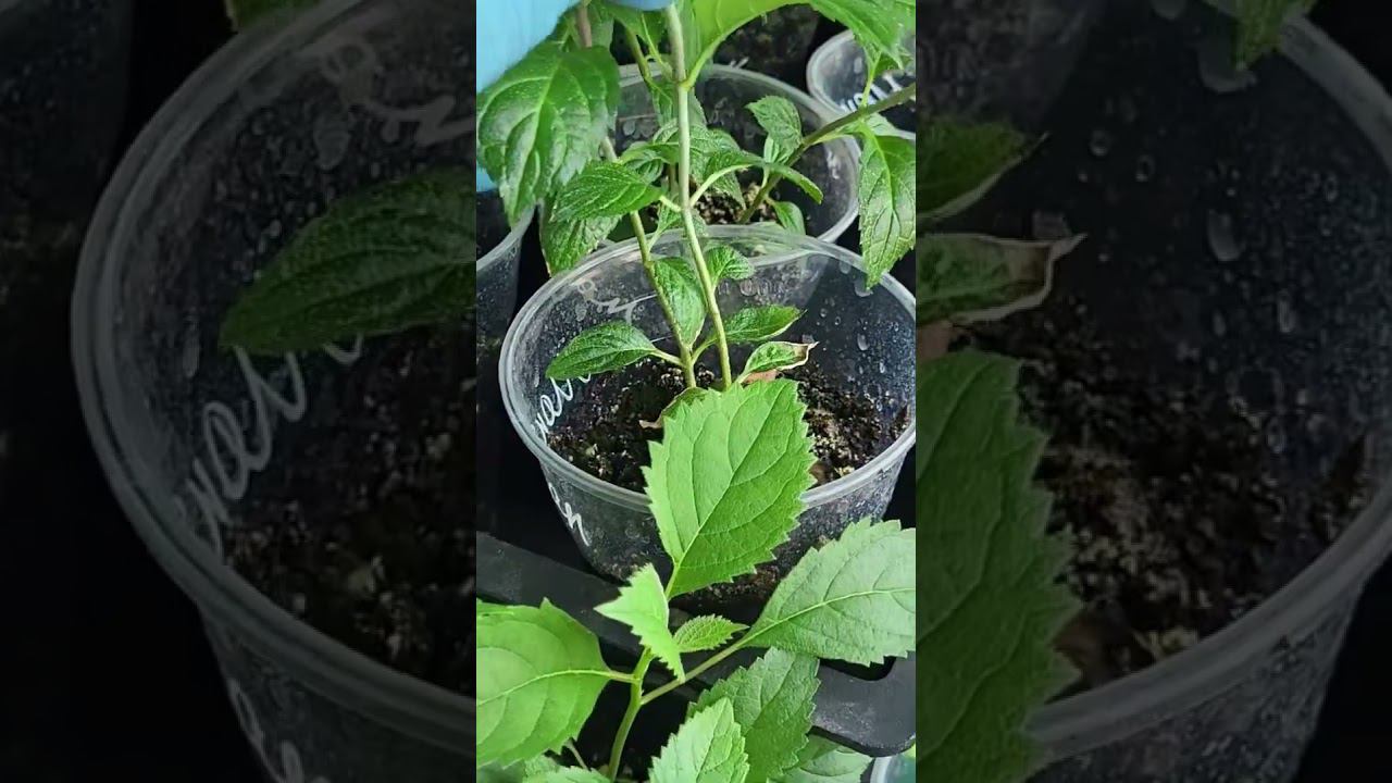 Саженцы. Спрашивайте каталог на вацап 89193271772 смотреть онлайн