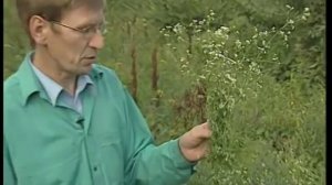 Galium aparine (подмаренник цепкий)