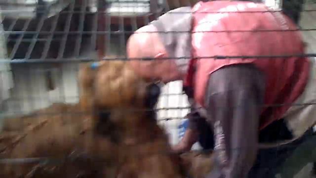 Овца в " Бриардской " шкуре ( The sheep in the skin of the Briard ) смотреть онлайн