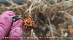 После такого посева бархатцев рассада всходит щёткой! Секрет жирненькой рассады цветов бархоток