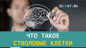 Что такое стволовые клетки