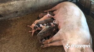 Клещи у поросят//Как мы их лечим//