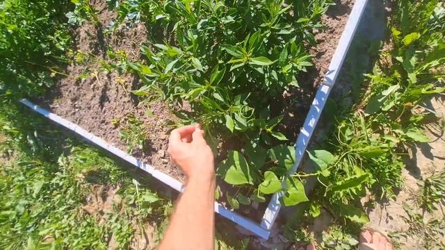 ВЛОГ с ДАЧИ | ОБЗОР дачного УЧАСТКА | ОГОРОД сад ТЕПЛИЦЫ
