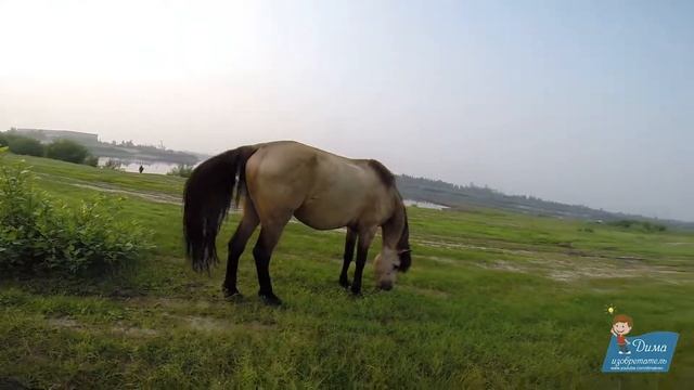 Красивые лошади и жеребенок в Тюмени смотреть онлайн
