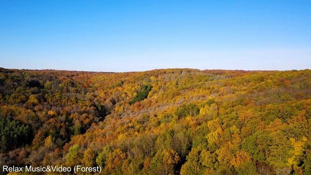 Лучшая расслабляющая музыка для снятия стресса, медитации и сна | фортепиано | звуки леса смотреть онлайн